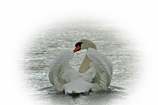 15 03 00_0775_edited-2.jpg - MUTE SWAN - POOLE PARK, DORSET - 10.2.14